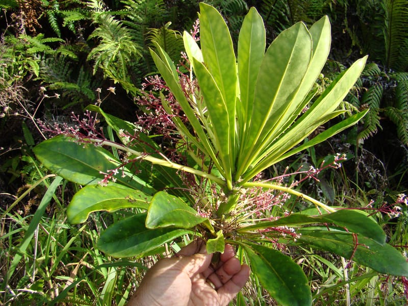 Phelline, GBarriera131107-21--New Caledonia. Mandjelia. 13 Nov 07. 229.jpg