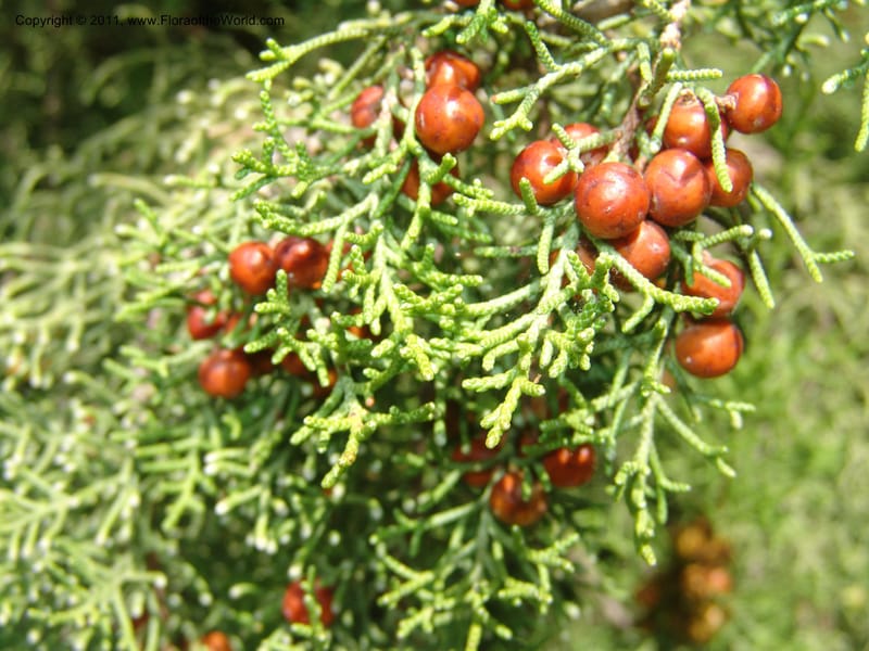 Juniperus phoenicea--France. Paris. Jardin des Plantes. 4 Sep 07. 357.jpg