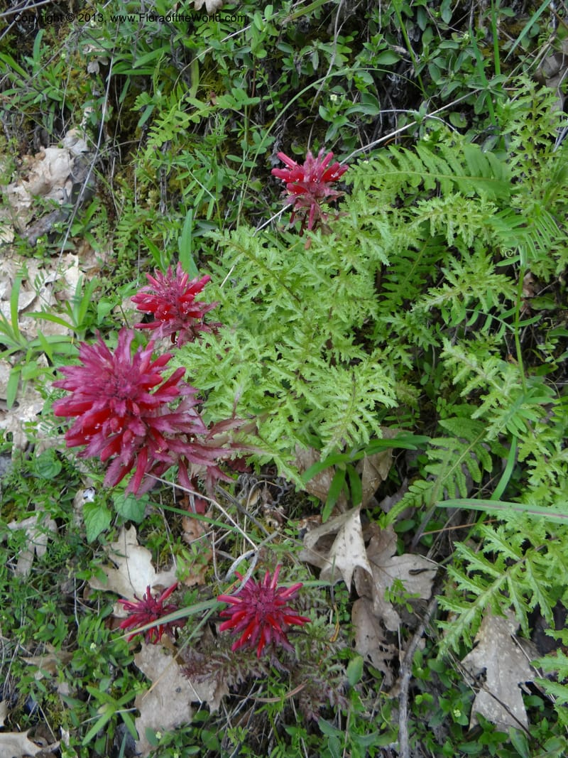 Pedicularis densiflora, Davidson, C 12118--Calif. Trinity Co. Hwy 299. 15 Apr 2013 (21).JPG