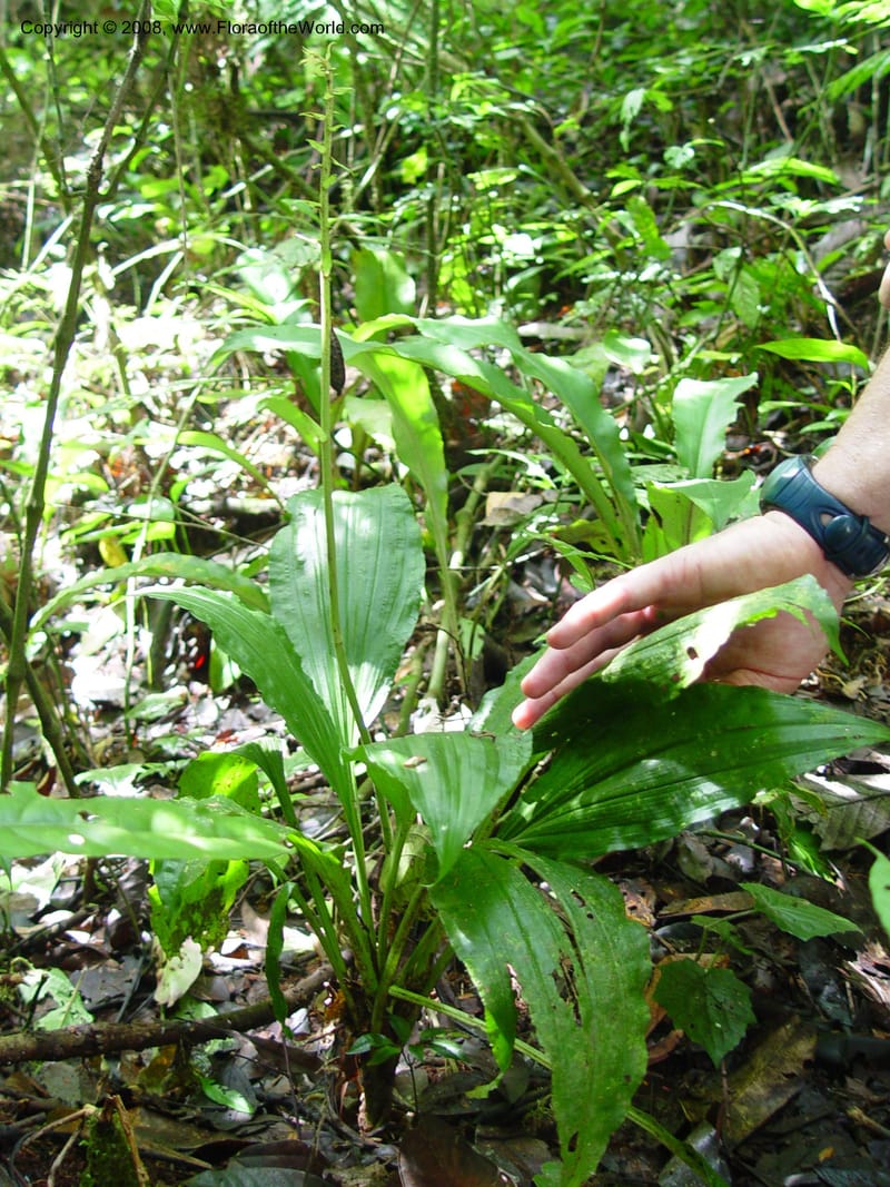 Calanthe sylvatica cf--Cameroon. Mt. Cameroon. 5 Dec 03. 067.jpg