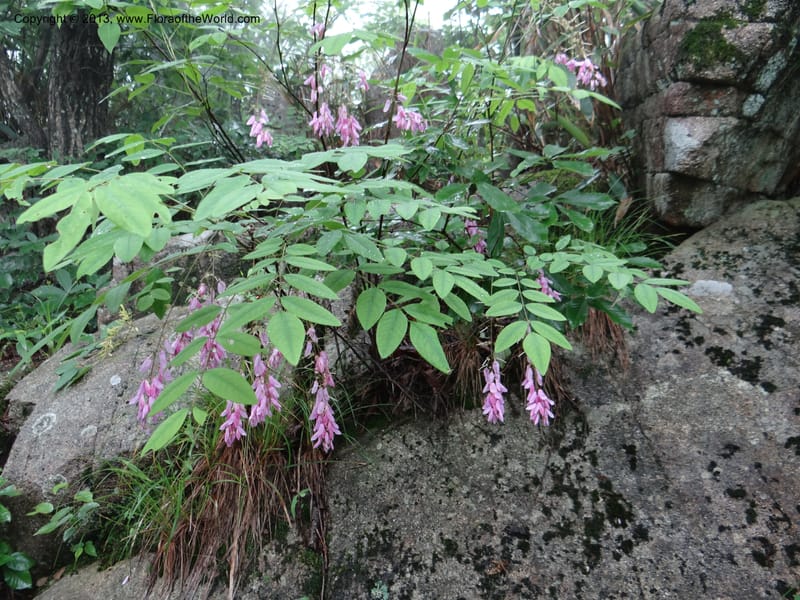 Indigofera fortunei, Davidson, C 11997--China. Zhejiang Prov. Tian Mu Shan. 2 Jun 2012. DSC01554 (238).JPG