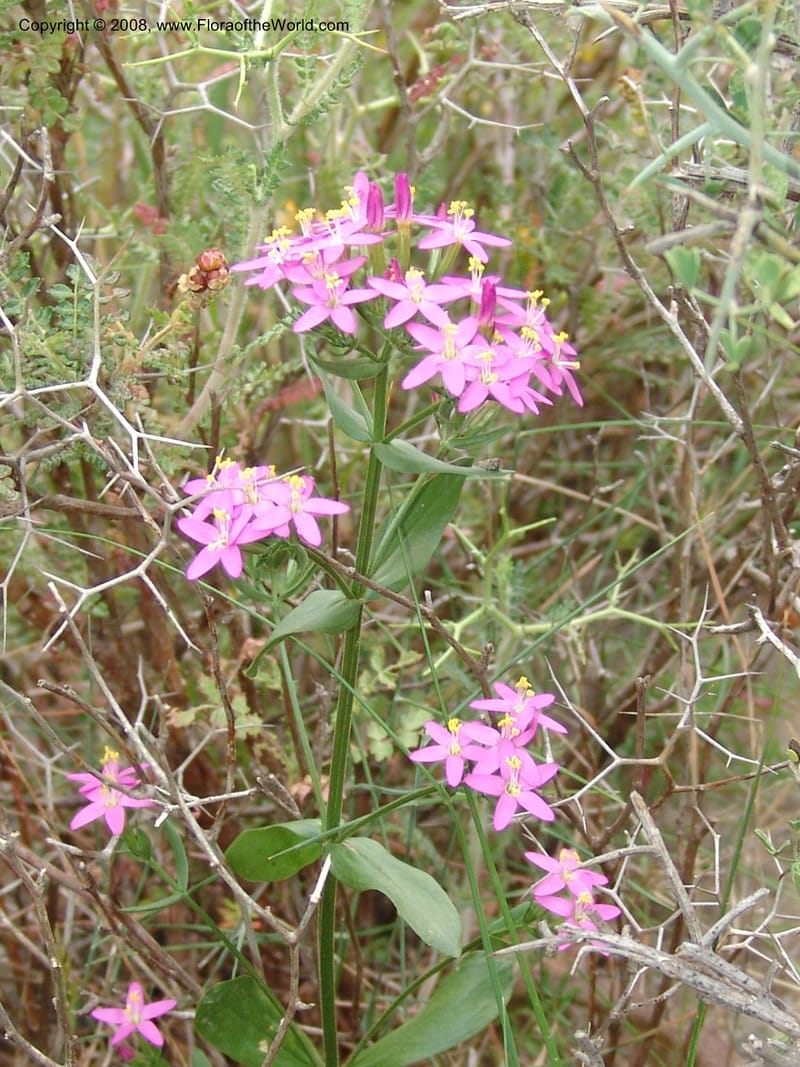 Centaurium erythraea--Crete. Ep. Kisamos. Sirikari Gorge. 25 May 05. 285.jpg