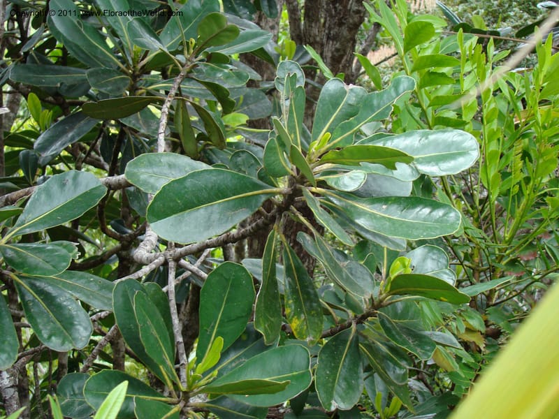 Strasburgeria robusta, Munzinger, J 4877--New Caledonia,  Dzumac, 20 Nov 2007, 28 (17).jpg