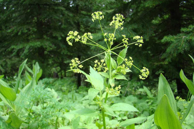 Osmorhiza purpurea, C. Davidson 11422--Idaho. Adams Co. Smokey Boulder Rd. 6 June 2009. 155.jpg