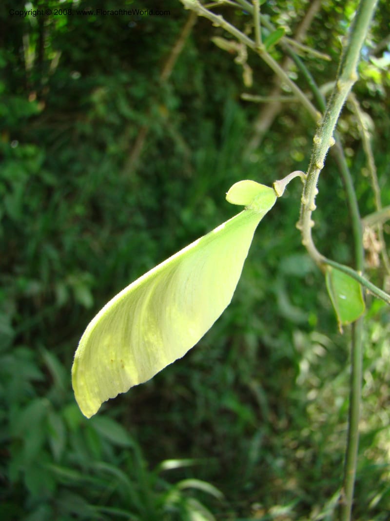 Securidaca diversifolia, RAguilar11195--Costa Rica. Puntar. Osa. S of Pto. Jimenez. 18 Apr 08. 036.jpg