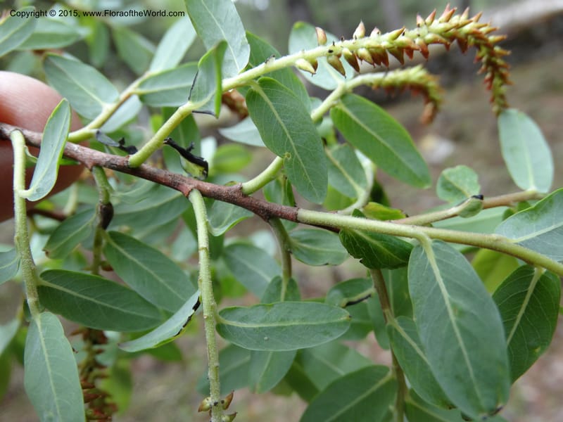 Salix, Boufford, D 43733--China. Sichuan. XinZhaZi Gou. 14 May 2014. DSC06426 (128).JPG