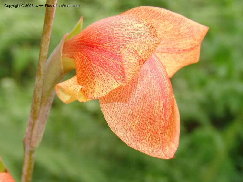 Gladiolus dalenii, R.Gereua6836--Tanz. Mzelezi For. Res.  Mahenge-Sali. 15 Feb 06. 024.jpg