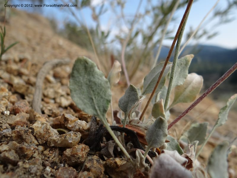 Eriogonum strictum var. proliferum, Davidson, C 12096--ID. Owyhee Co. Silver City. 20 Aug 2012. DSC04305 (73).JPG