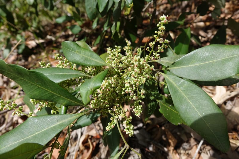 Guioa semiglauca, Davidson, C 13334--Australia. Qld. Austinville Rd. 17 Oct 2016. DSC02705 (35).JPG
