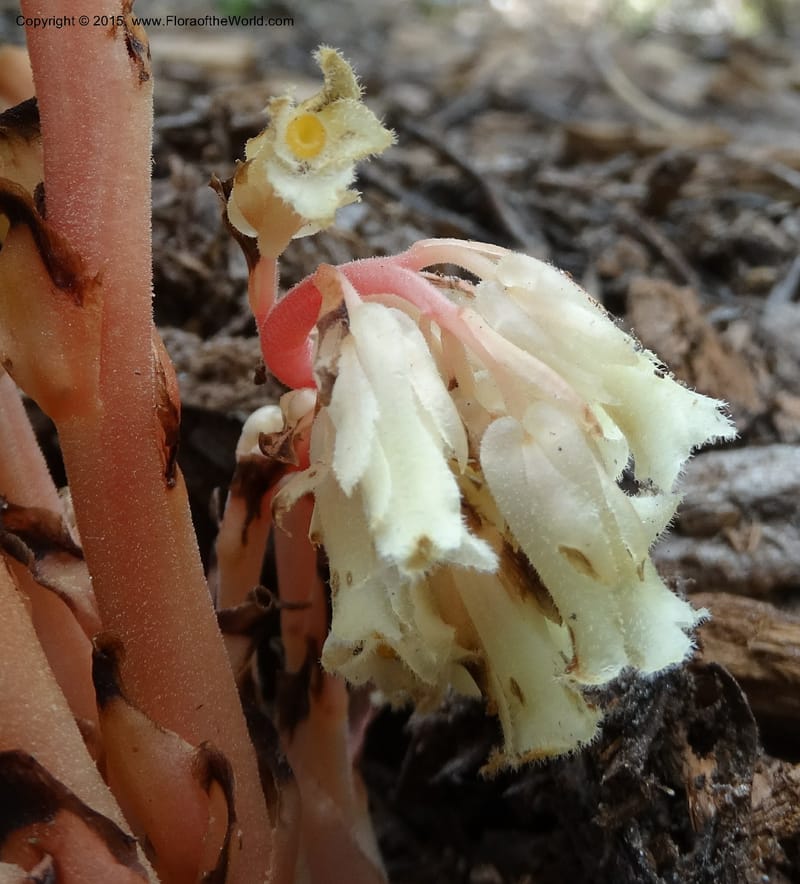 Monotropa hypopitys, Davidson, C 12626--ID. Idaho Co. S of Steamboat Summit. 5 Aug 2014. DSC00156 (150).JPG