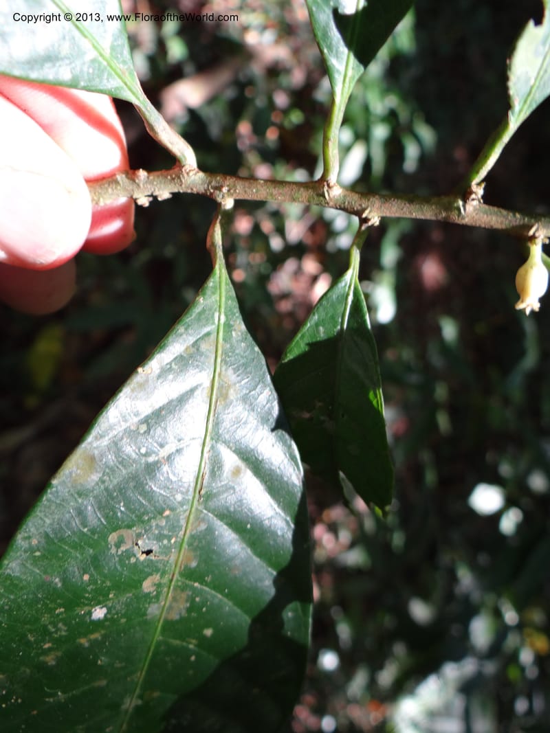 Rinorea, VC 5620--Thailand. Surat Thani Prov. Khlong Phanom Nat. Park. 15 Nov 2012. (181).JPG