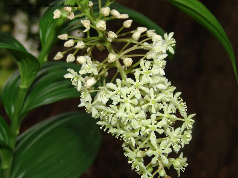Smilacina, 2001.0676--CA. UC Berkeley Bot. Garden. 31 May 07. 167.jpg