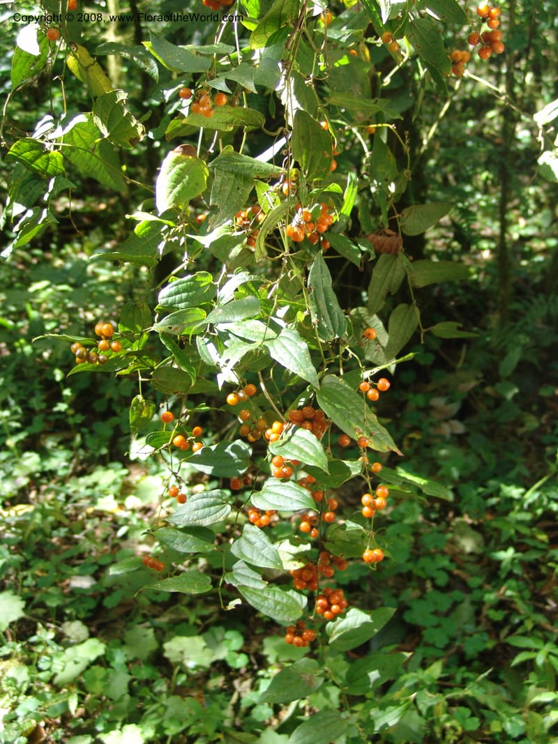 Smilax, not coll.--MX. Chiapas. Res. Biosf. El Triunfo. Trail NW along stream. 9 Nov 04. 030.jpg