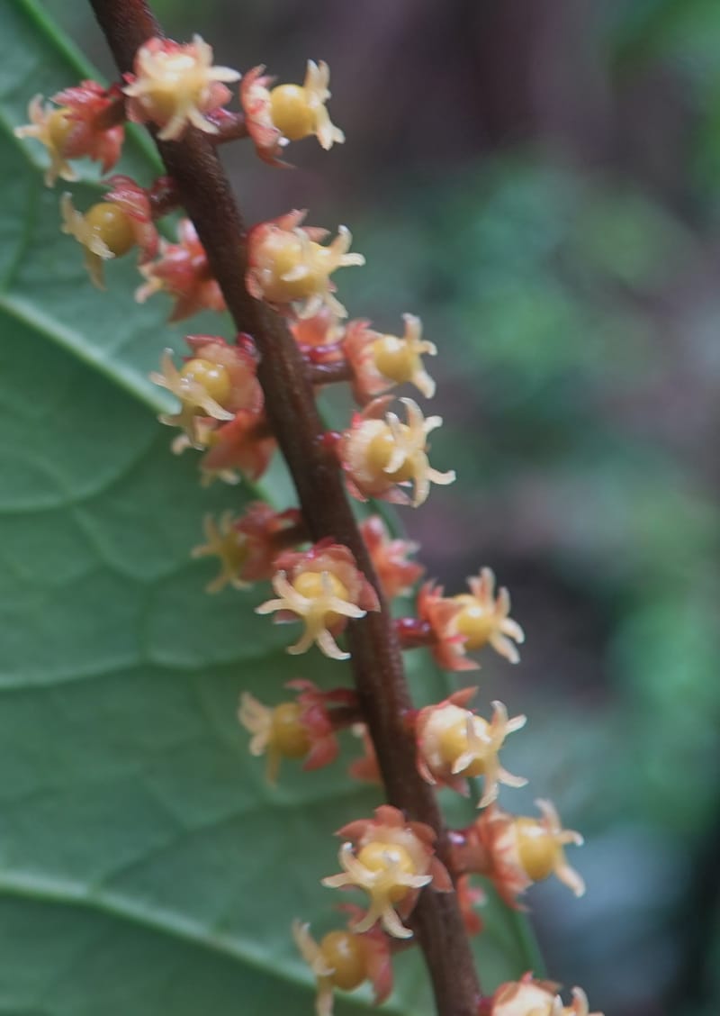 Thecacoris, C. Davidson 14074--Gabon. Raponda-Wallker. 28 Oct 2019. DSC02420 (33) - Copy.JPG