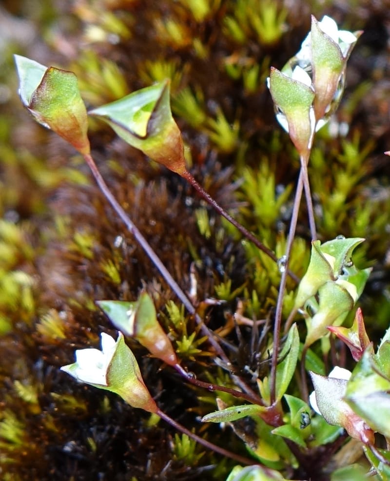 Phyllangium paradoxum, Davidson, V 13496--Australia. W. A. Two People's Bay Nat. Res. 29 Oct 2016. DSC06475 (93).JPG