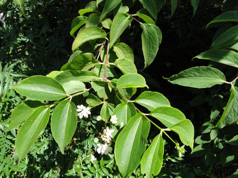 Heptacodium jasminoides--Tasmania. Royal Tasmanian Botanical Garden. 2 Feb 2010. 3596 (9).JPG