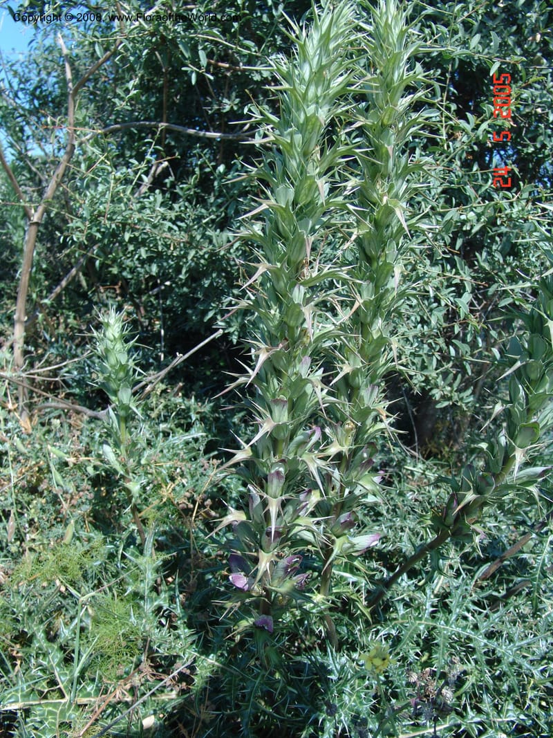 Acanthus spinosus--Crete. Ep. Apokoronos. Aptera. 23 May 05. 071.jpg