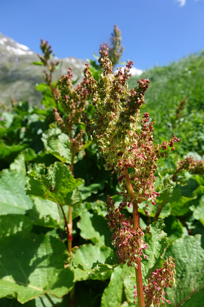 Rumex alpestre, Not collected--Switzerland. Sass Almagell. Lac Mattmark. 3 Jul 2016. DSC08449 (528).JPG