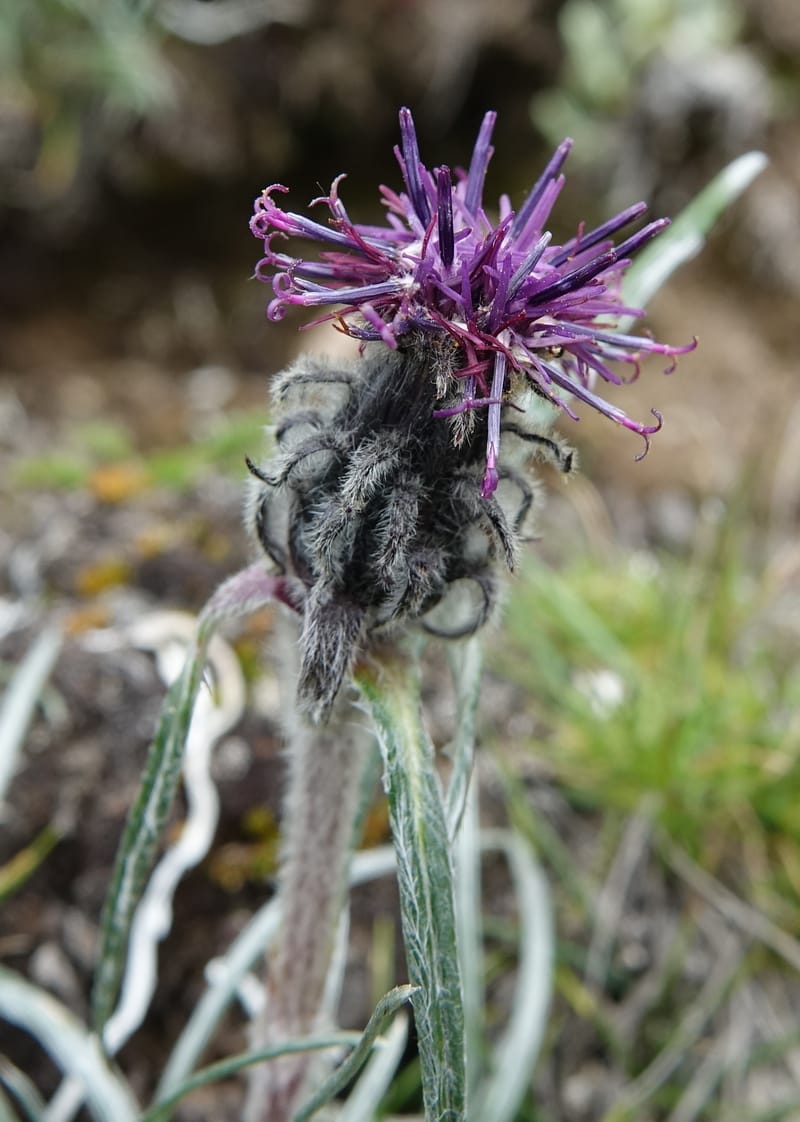 Saussurea graminea var. graminea, D. Boufford 44058--China. Sichuan. Zhe Duo Shan. 17 Aug 2017. DSC06717 (305).JPG