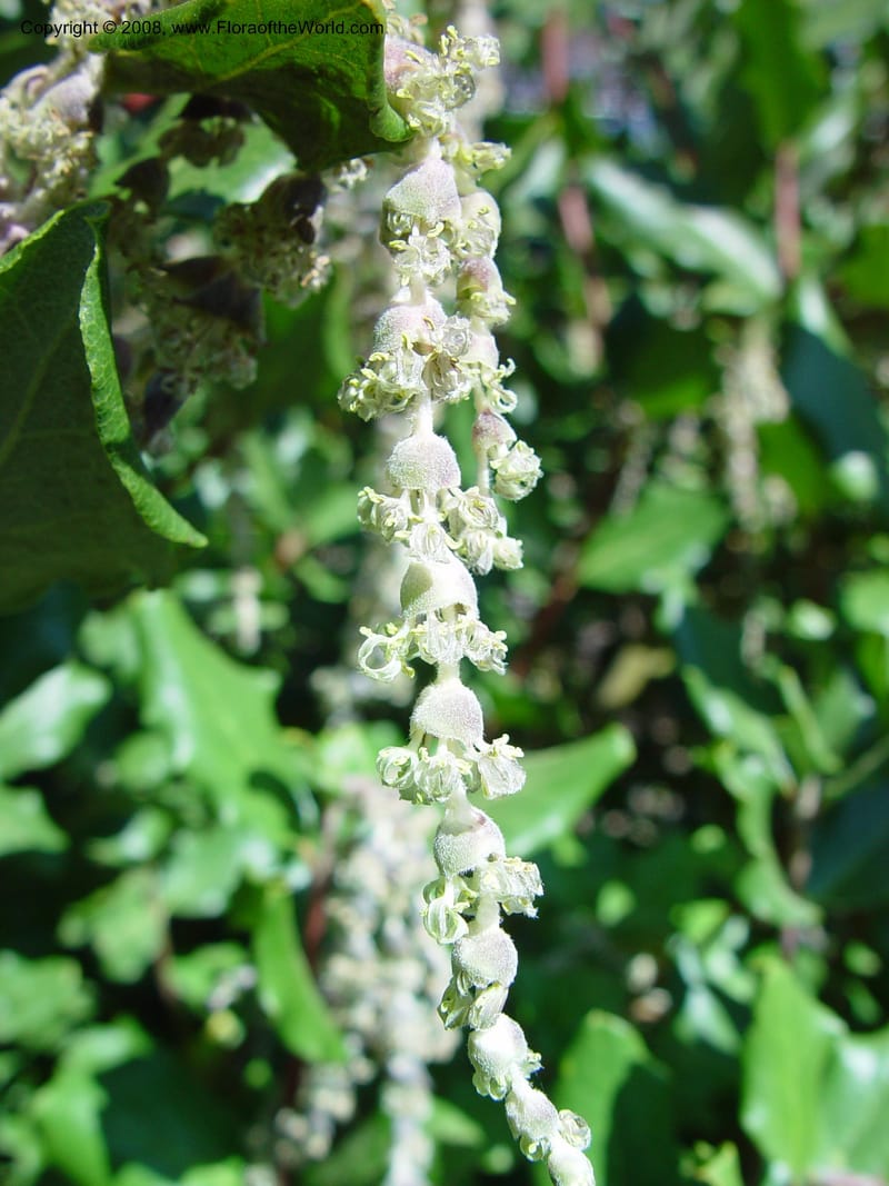 Garrya elliptica cv Evie. 64.1209--CA. UC Berkeley Bot. Gard. 10 Feb 03. 004.jpg