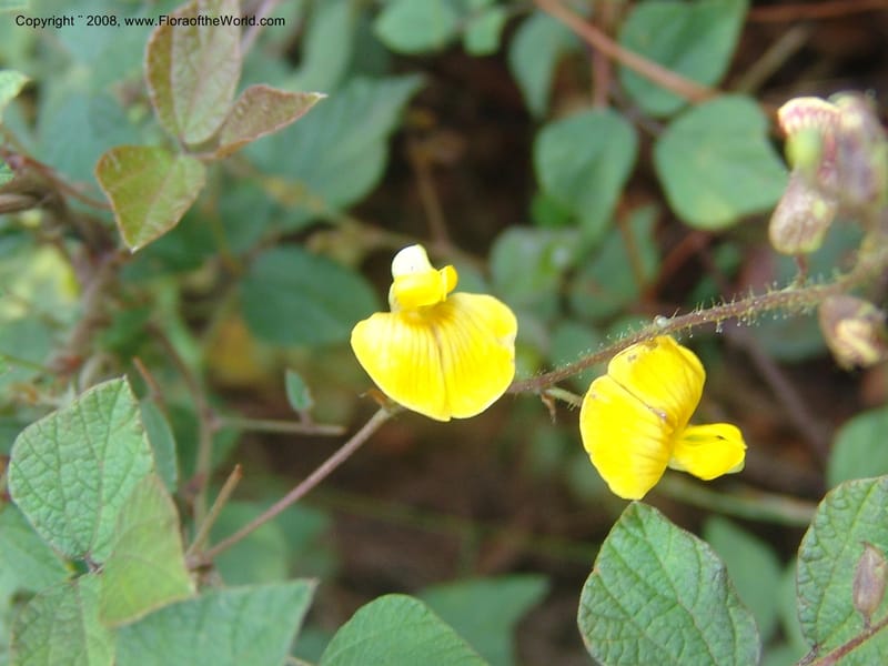 Rhynchosia--So.Africa. Mpumal. Moodie Mts.  18 Mch 05. 167.jpg