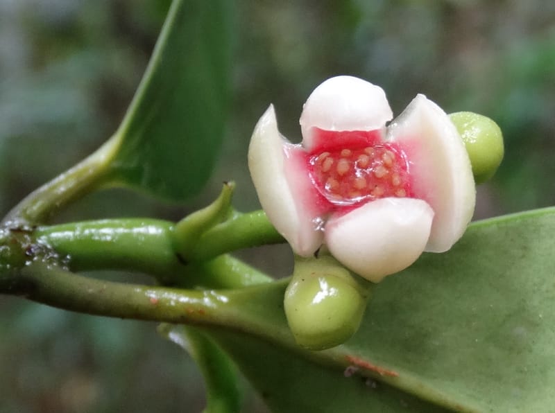 Garcinia, Lowry, P 7405--New Caledonia. Creek Hervouet. 19 Nov 2015. DSC03817 (91).JPG
