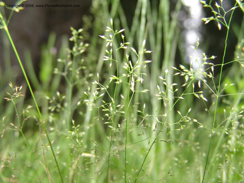Agrostis scabra, CDavidson11119--ID. Adams Co. For. Serv. Rd. 453, to Goose Lk. 20 Jul 07. 235.jpg