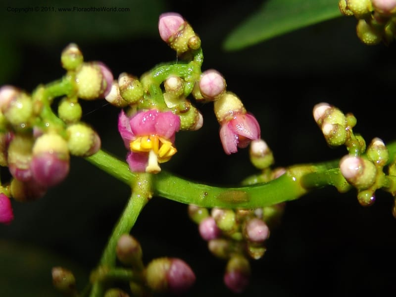 Miconia, Croat 95119--Ecuador. Prov. Esmeraldas. Alto Tambo. 21 Feb 05. 089 (4).jpg