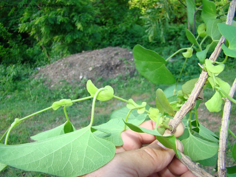 Aristolochia, WDStevens27310--Nicaragua. N.Segov. S of Ocotal, on Pan Am Hwy. 18 Jun 08. 030.jpg