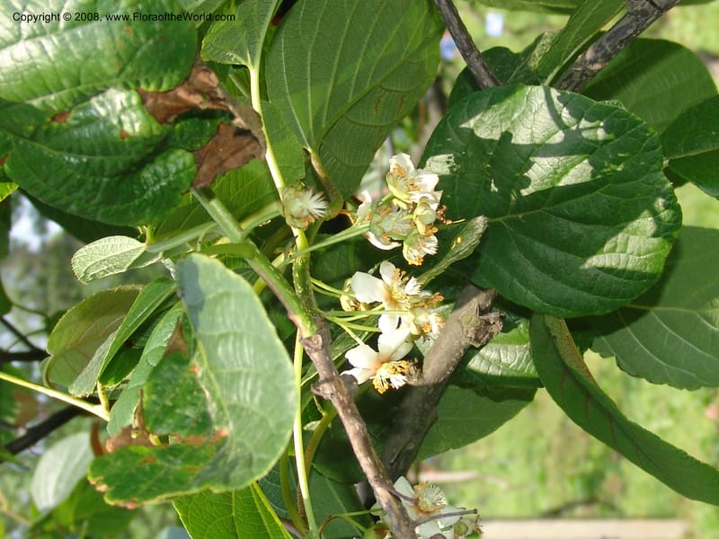 Actinidia hubeiensis, 1991021511901--China. Hubei. Wuhan Botanical Garden. 18 Apr 07. 009.jpg