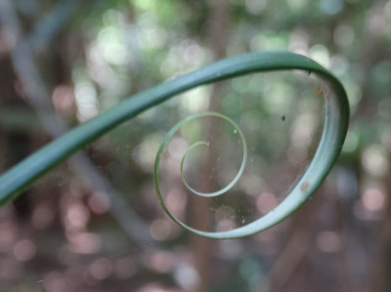 Flagellaria, Callmander, M 1254--New Caledonia. Nehoue Forest. 17 Nov 2015. DSC03041 (219).JPG