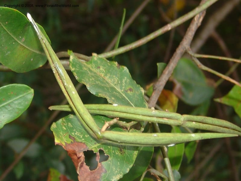 Secamone alpinii--So.Africa. Mpumal. Buffelskloof Private Nat. Res. 17 Mch 05. 140.jpg