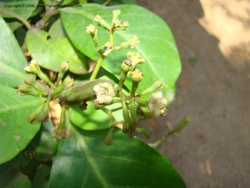 Pisonia umbellifera--Australia. Royal Botanic Garden, Melbourne. 19-20 Mch 08. 056.jpg