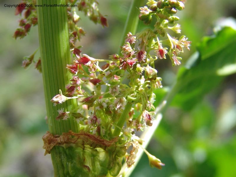 Rumex alpina--Georgia. Kazbegi region. Kora Gorge. 3 Jun 05. 032.jpg