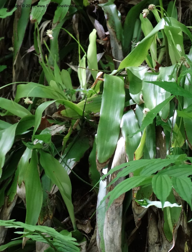 Cymophyllus fraserianus, Davidson, C 12984--North Carolina. Clay Co. Perry Gap Rd, Barnard's Cr. 13 May 2015. DSC04860 (92).JPG