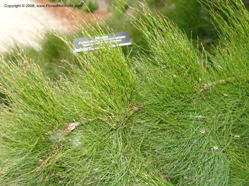 Ischyrolepis subverticillata--CA. McConnell Arboretum, Redding. 4 Jun 07. 205.jpg