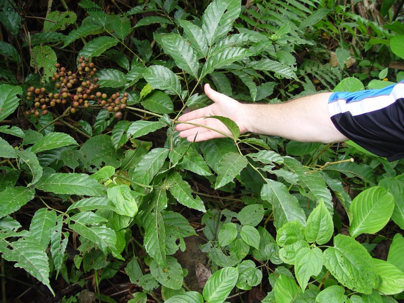 Leea guineensis--Cameroon. Mt. Cameroon. 6 Dec 03. 105.jpg