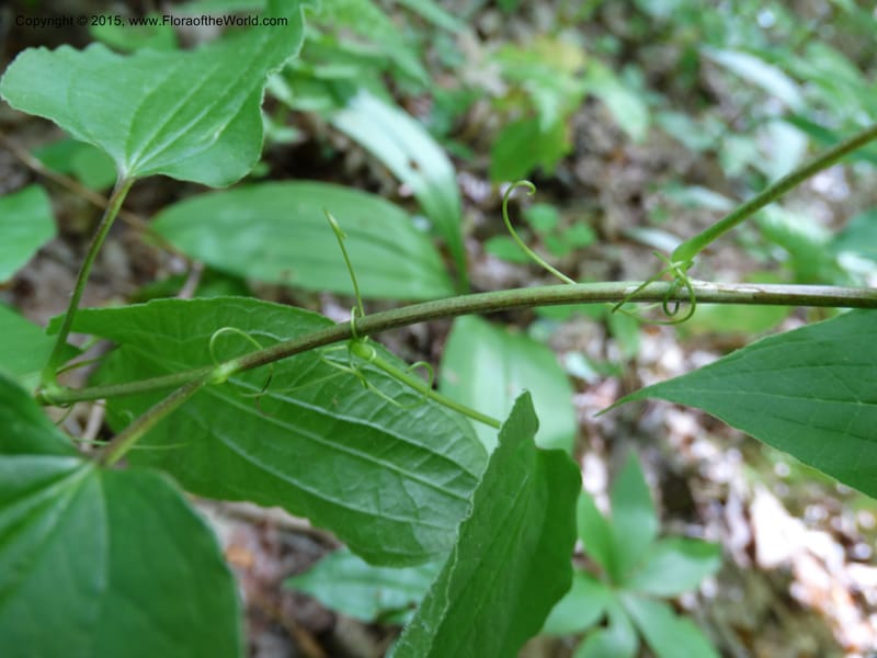 Smilax pulverulenta, Davidson, C 12996--North Carolina. Macon Co. Standing Indian. 14 May 2015. DSC05212 (201).JPG