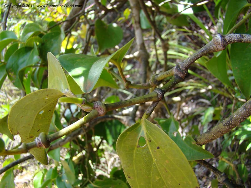 Piper, Munzinger, J 4875--New Caledonia,  Dzumac, 20 Nov 2007,  020 (9).jpg