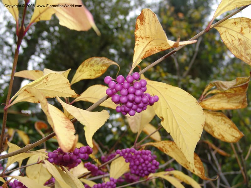 Callicarpa mollis, 86.0373--CA. UC Berkeley Bot. Garden. 8 Dec 06. 092.jpg