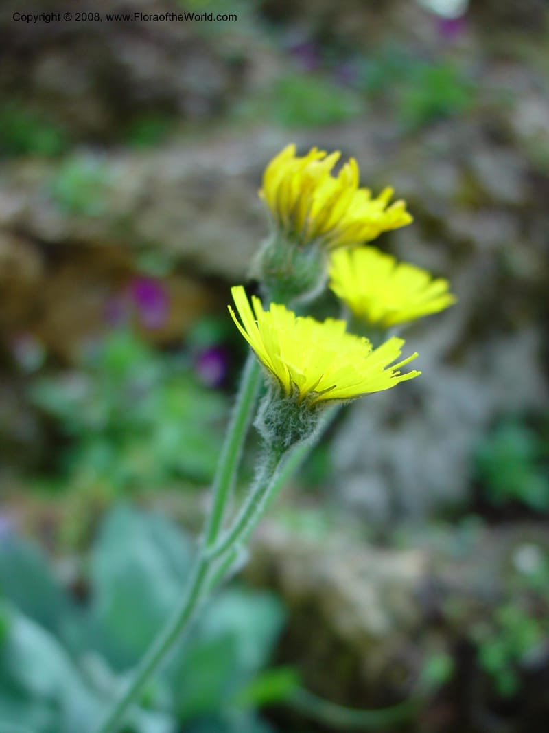 Hieracium lanatum--France. Jardin des Plantes. 30 May 03. 061.jpg