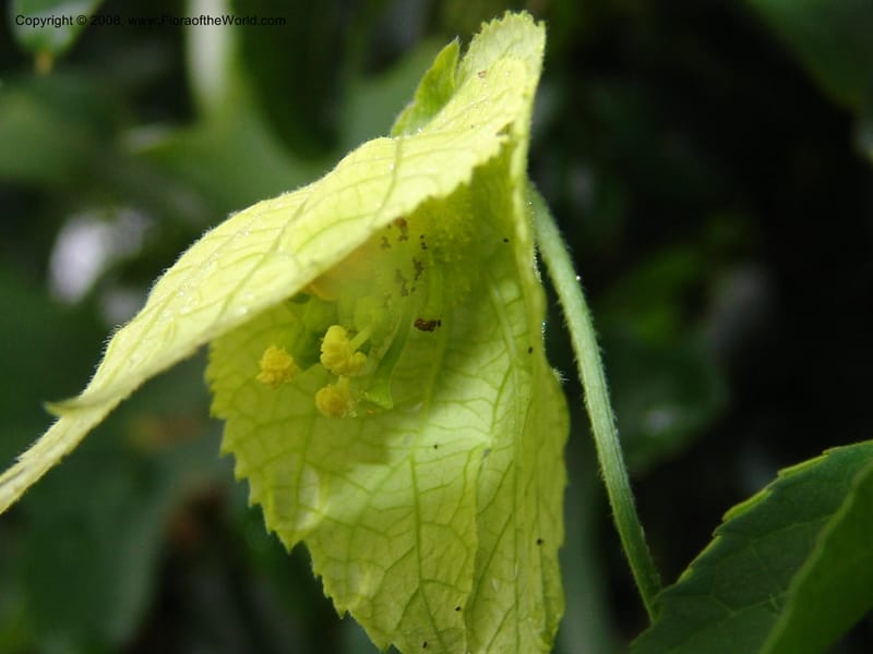 Dalechampia capensis--So.Africa. E. Cape. Umtiza Nature Res.. 7 Mch 05. 004.jpg