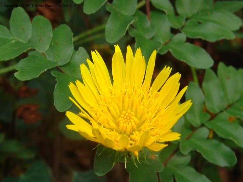 Berkheya--So.Africa. Moumalanga. Karino. Whyte Thorne. 19 Mch 05. 132.jpg
