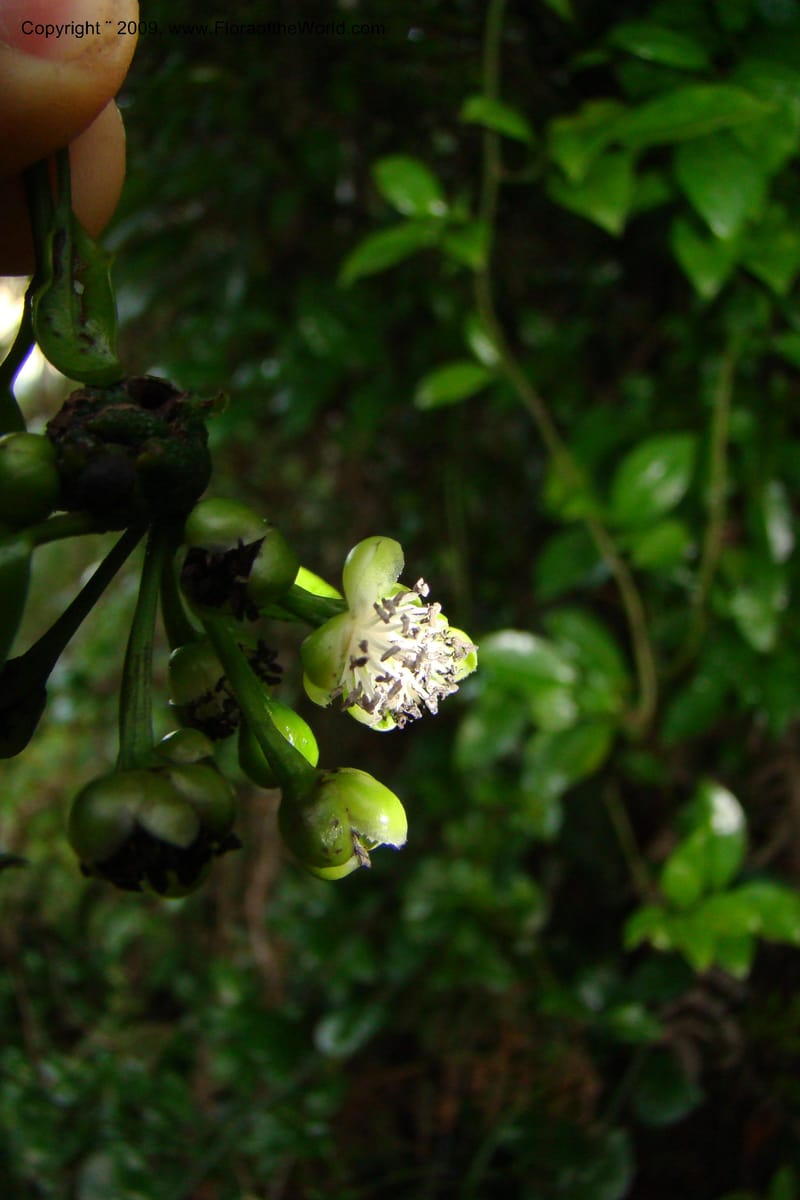 Barbeuia madagascariensis, Z. Rogers 1242--Madag. Prov. Fianar. E of Ifanadiana.15 Jan 09. 014.jpg