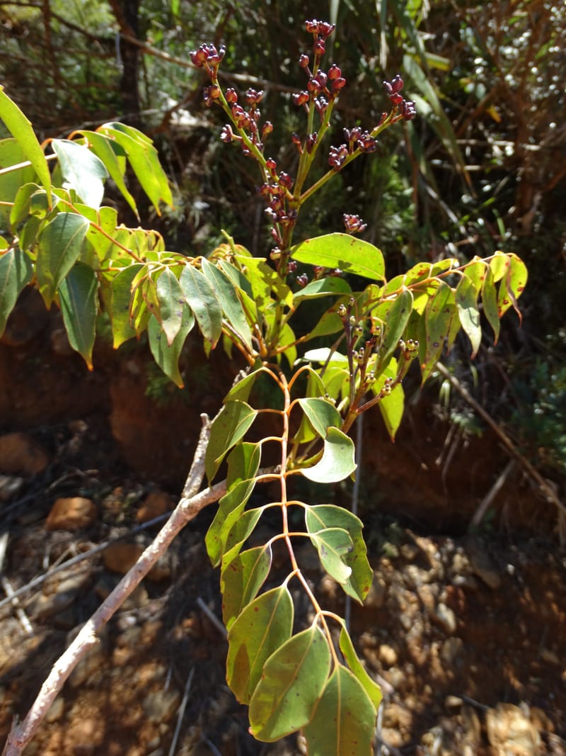 Polyscias, Lowry, P 7417--New Caledonia. PinPin. 20 Nov 2015. DSC03938 (163).JPG