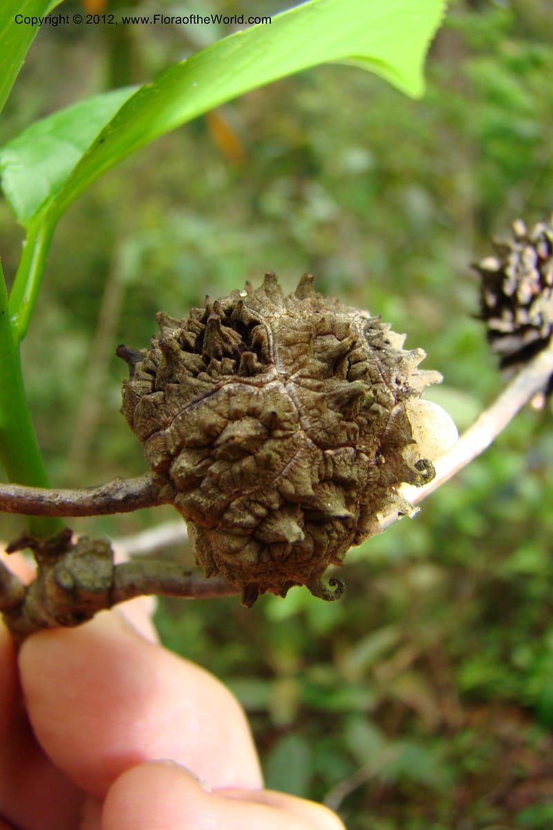 Altingia siamensis, Regalado 1662--Viet Nam. Hoang Lien Son. 7 Apr 09. 129 (13).jpg