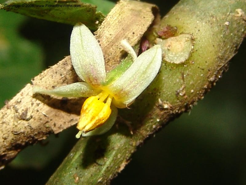 Solanum, RVasquez33035--Peru. Pillcopata. Qbda Sachavacayoc. 29 Oct 07. 180.jpg