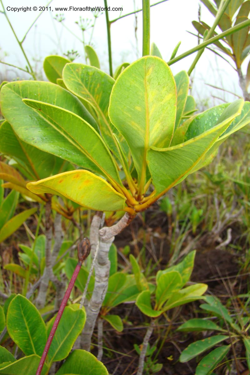 Myodocarpus, P. Lowry 7188--New Caledonia. Plaine des Lacs. NW of Grand Lac. 21 Jan 2010. 293 (173).jpg