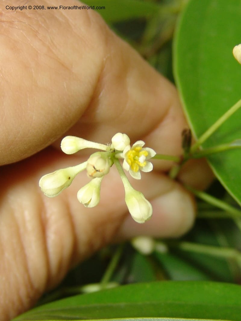 Cinnamomum pauciflorum, 040921101--China. Hubei. Wuhan Botanical Garden. 24 Apr 07. 406.jpg