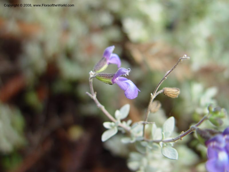 Salvia thymoides--CA. UCLA. Mathias Bot. Gard. 13 Feb 03. 139.jpg